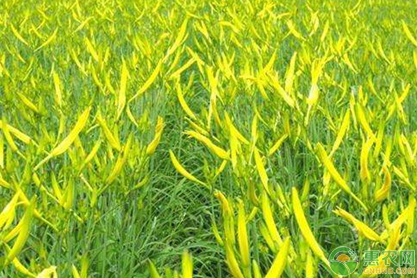 新型鲜食杂交黄花菜五大优势及常见问题