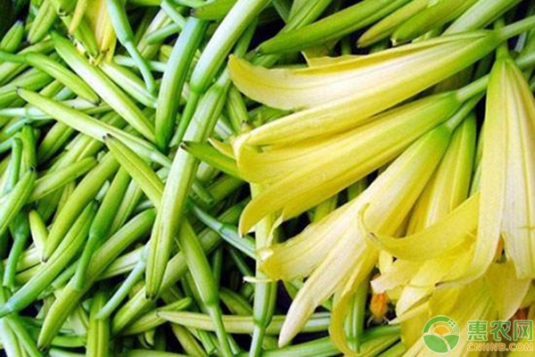 新型鲜食杂交黄花菜五大优势及常见问题