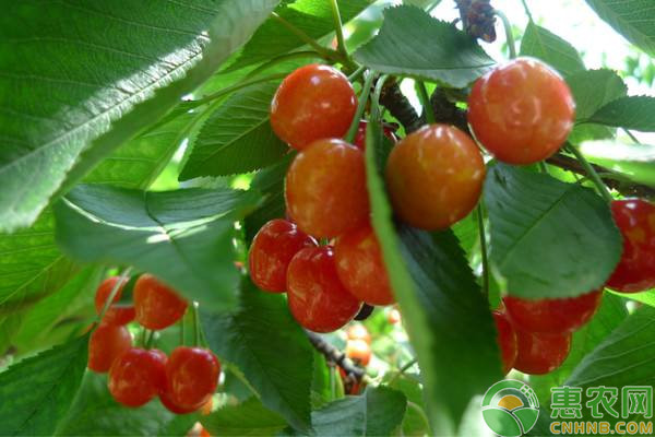 甜櫻桃落花落果的原因及其防治措施