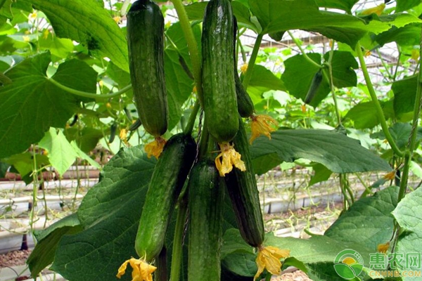 瓜類蔬菜種植要點