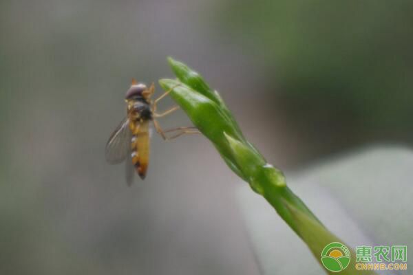 林間如何釋放赤眼蜂？林間釋放赤眼蜂技術要點
