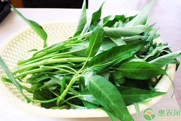 7種適合家庭陽(yáng)臺(tái)種植的蔬菜品種