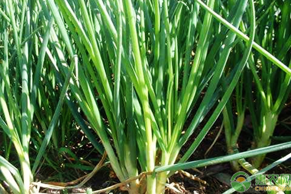 7種適合家庭陽(yáng)臺(tái)種植的蔬菜品種