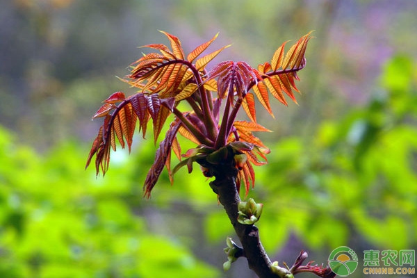 芽苗菜種植技術(shù)
