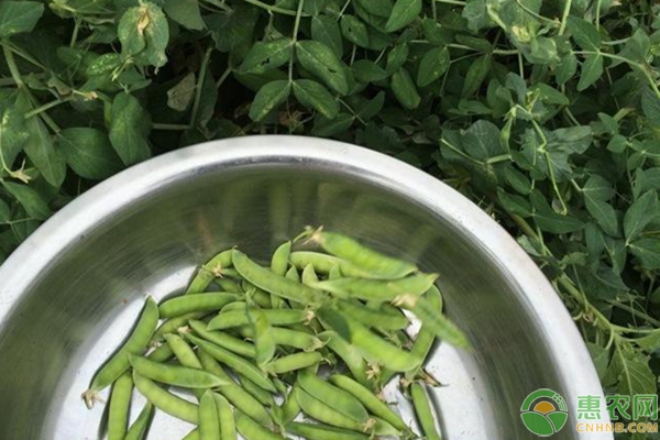 芽苗菜種植技術(shù)