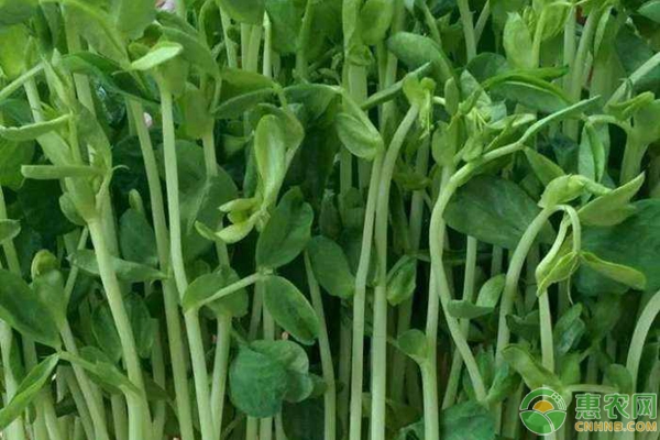 芽苗菜種植技術(shù)