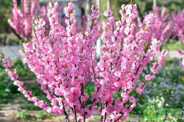 榆葉梅如何整形修剪？吉林省榆葉梅生長(zhǎng)習(xí)性及整形修剪方法