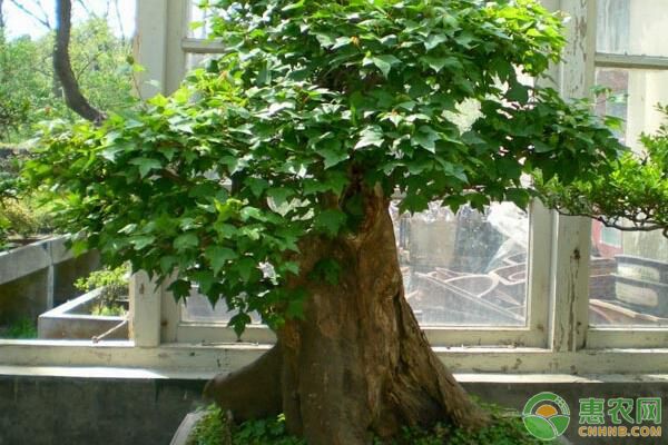 三角楓盆景盆栽有哪些要點(diǎn)？三角楓盆景盆栽技術(shù)