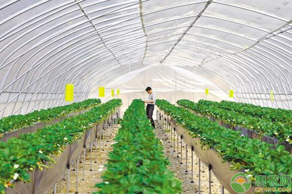 草莓怎么育苗？山東地區(qū)草莓無土基質(zhì)育苗技術(shù)