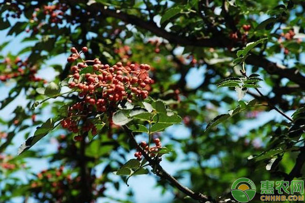 秋冬季青花椒落葉的原因及其防治措施