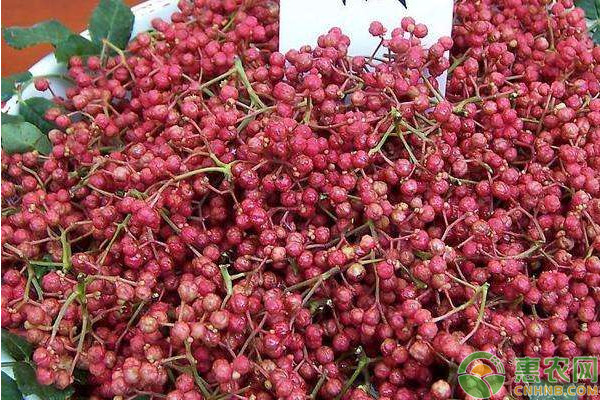 秋冬季青花椒落葉的原因及其防治措施