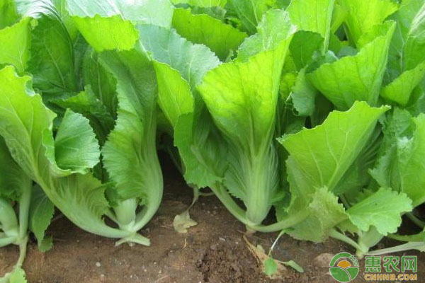 苦瓜、豇豆、包心肉芥菜一年三茬高效輪作模式