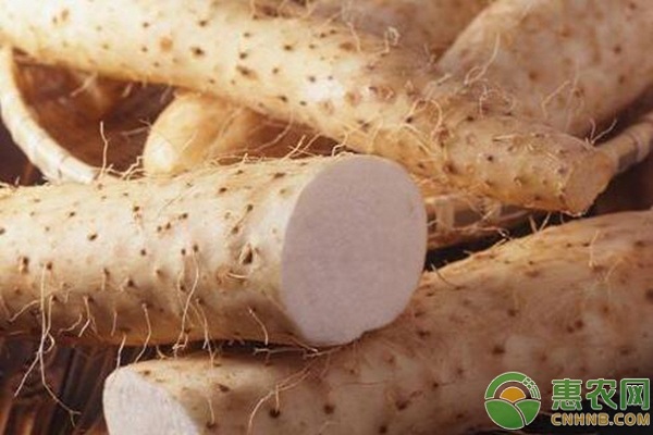 山藥種植如何做到增產(chǎn)？專家說這五大點缺一不可！