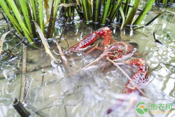 小龍蝦養(yǎng)殖：九月份的池塘還能栽種水草嗎？