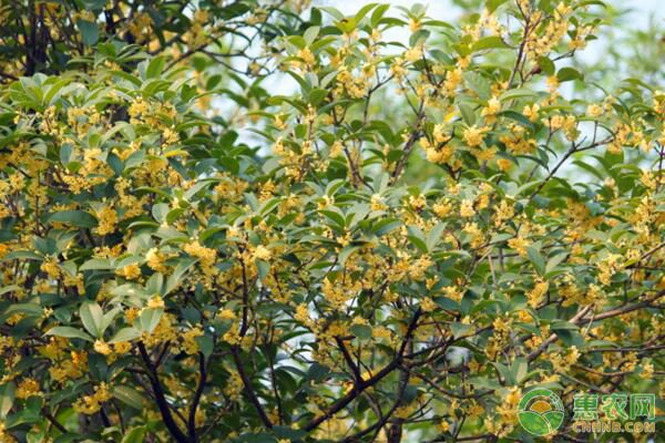 桂花如何嫁接？桂花<a href='http://www.iweekee.cn/p/zhenmu/' class='j-href' target='_blank'><span style='color:#FF8001'>砧木</span></a>接穗選擇及嫁接后管理要點(diǎn)