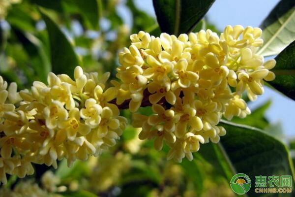 桂花如何嫁接？桂花砧木接穗選擇及嫁接后管理要點(diǎn)