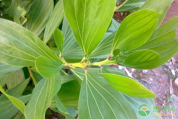 馬占相思種子如何處理？馬占相思容器育苗造林技術要點