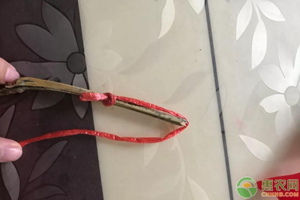 櫻桃樹拉枝方法及工具