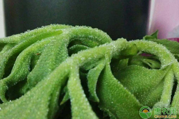 蔬菜田為什么也會缺素？有哪些表現(xiàn)？如何改進？
