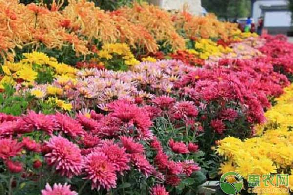 南方地區(qū)菊花栽培要點(diǎn)及病蟲害防治技術(shù)