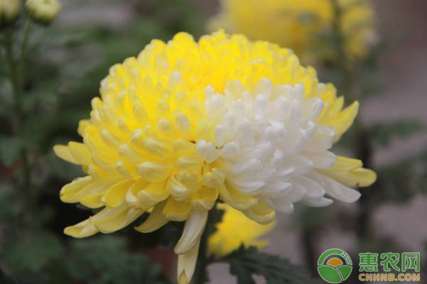 南方地區(qū)菊花栽培要點(diǎn)及病蟲害防治技術(shù)