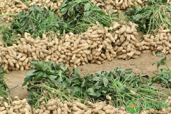 <a href='http://www.indianredcrossassam.org/t/117344.html' class='j-href' target='_blank'><span style='color:#FF8001'>花生種植</span></a>課堂：學(xué)習(xí)花生控旺技巧，掌握這三點(diǎn)是關(guān)鍵！