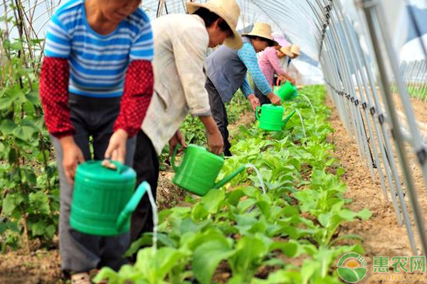 氯化鉀和硫酸鉀有什么區(qū)別？它們對農(nóng)作物生長有哪些好處？