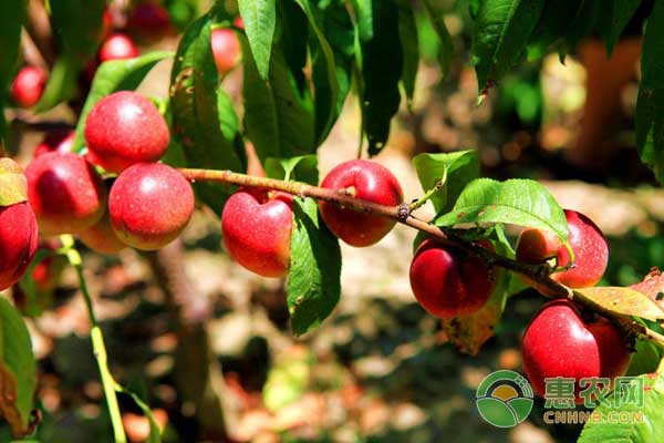 中油4號(hào)油桃有哪些栽培要點(diǎn)？中油4號(hào)油桃高效栽培技術(shù)