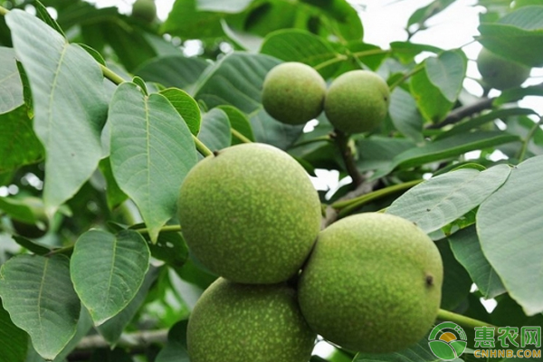 核桃低產(chǎn)林的原因分析及改造技術(shù)