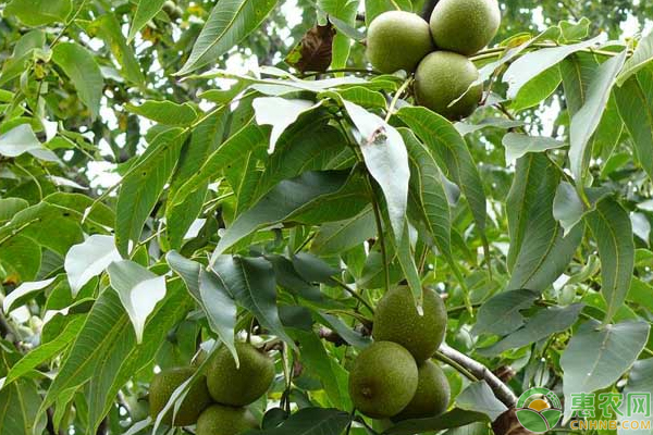 核桃低產(chǎn)林的改造技術(shù)
