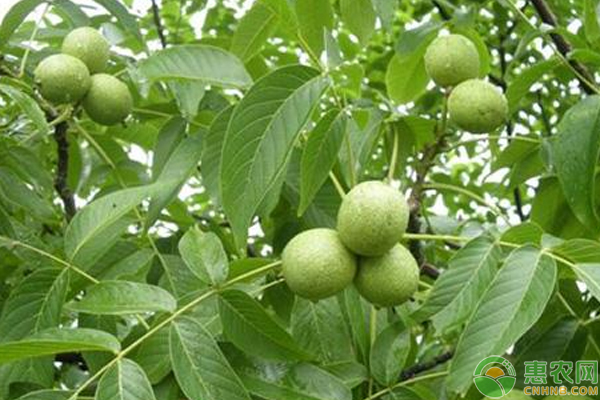 核桃低產(chǎn)林的原因分析