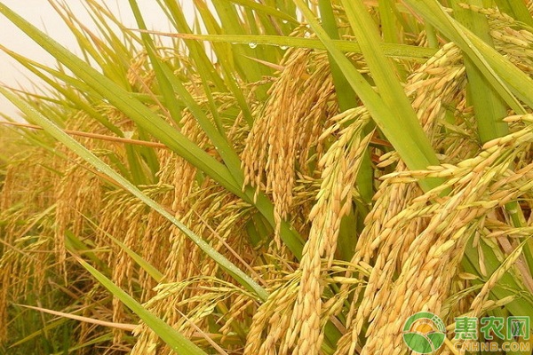 水稻与共生绿色种养技术
