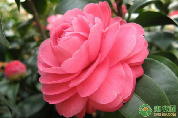山茶花介殼蟲怎樣防治？山茶花介殼蟲防治措施