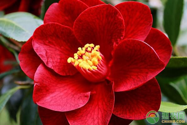 山茶花介殼蟲怎樣防治？山茶花介殼蟲防治措施