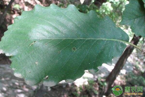 銳齒櫟苗期管理及培育技術(shù)（附病蟲(chóng)害防治措施）
