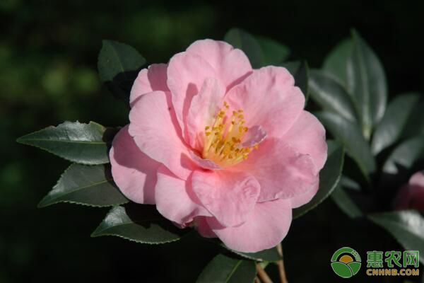 山茶花介殼蟲怎樣防治？山茶花介殼蟲防治措施