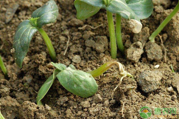 蔬菜猝倒病防治措施