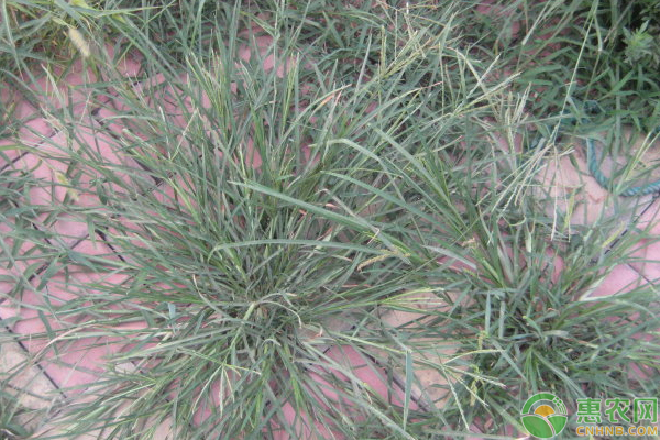 牛筋草難防治怎么辦？