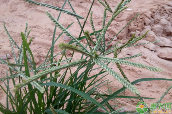 有效殺死牛筋草的藥物配方