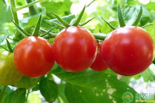 早春番茄怎么種？早春大棚番茄多層覆蓋栽培技術(shù)