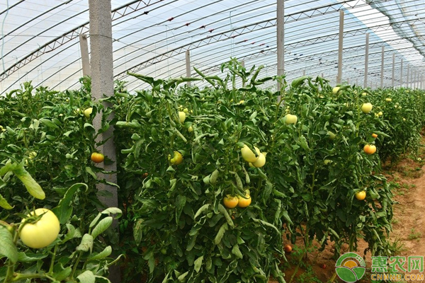 早春大棚番茄多層覆蓋栽培技術(shù)