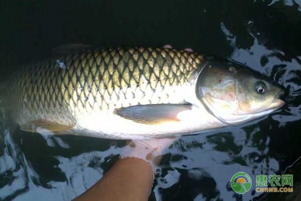 草魚養(yǎng)殖課堂：如何正確處理草魚把邊現(xiàn)象？