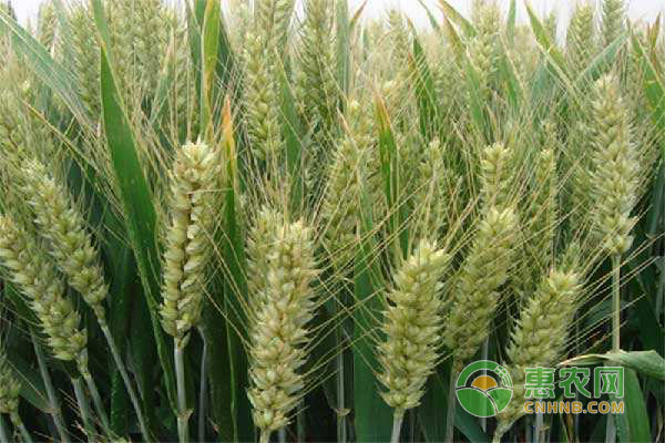 小麥的種植經(jīng)驗