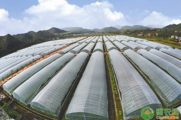 蔬菜煙粉虱如何防治？煙粉虱發(fā)生特征及綜合防治措施