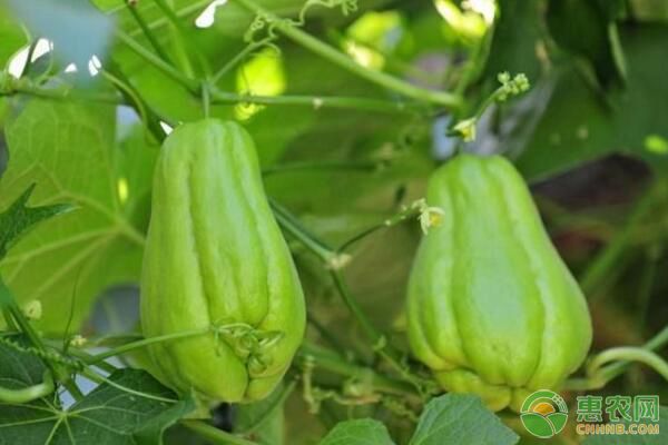 瓜類蔬菜蔓枯病如何防治？蔓枯病發(fā)生原因及防治措施