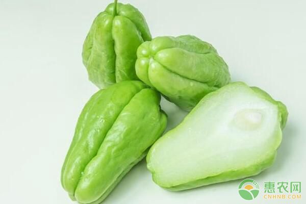 瓜類蔬菜蔓枯病如何防治？蔓枯病發(fā)生原因及防治措施