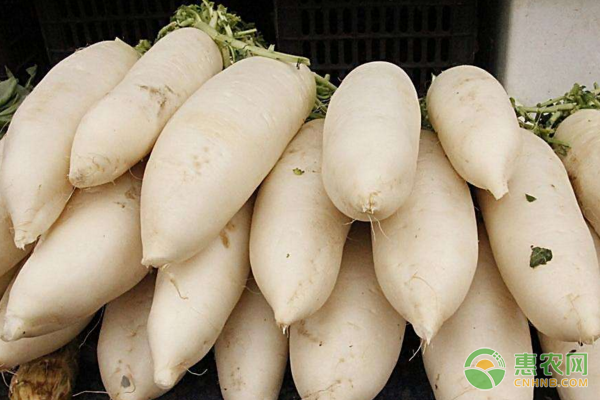 蘿卜為何會(huì)出現(xiàn)黑心、黑皮？蘿卜黑心病防治措施