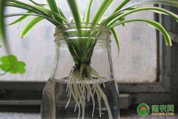 花卉水培方法：靜止式容器水培和漂浮式綠化水培講解