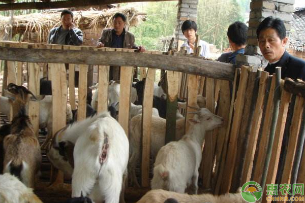 牛羊養(yǎng)殖中布病防治的現(xiàn)狀及防治方法