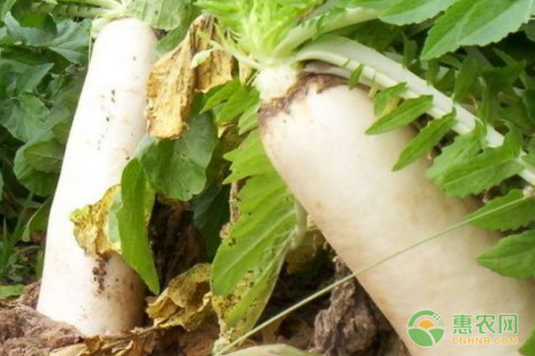 蘿卜為何會(huì)出現(xiàn)黑心、黑皮？蘿卜黑心病防治措施